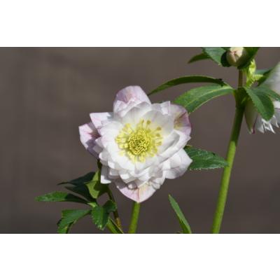 横山園芸 グリーンベインフラッシュ 開花株 現品 匿名発送 クリスマス