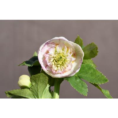 ♡開花中♡クリスマスローズ　SDホワイト 充実株美花 クリスマスローズ充実株・sd多弁ホワイトピコティ