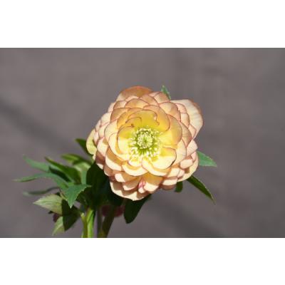 アフロディーテ（花、ガーデニング）のおすすめ人気商品一覧 通販