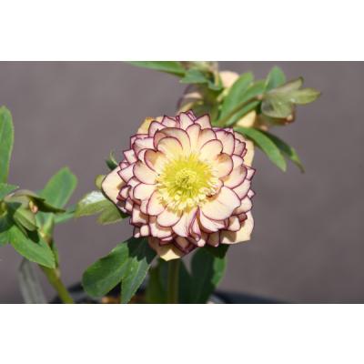 アフロディーテ（花、ガーデニング）のおすすめ人気商品一覧 通販