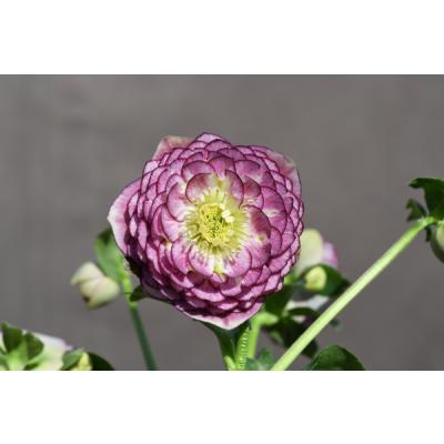 アフロディーテ（花、ガーデニング）のおすすめ人気商品一覧 通販