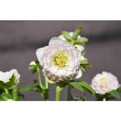 アフロディーテ（花、ガーデニング）のおすすめ人気商品一覧 通販