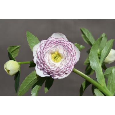 アフロディーテ（花、ガーデニング）のおすすめ人気商品一覧 通販