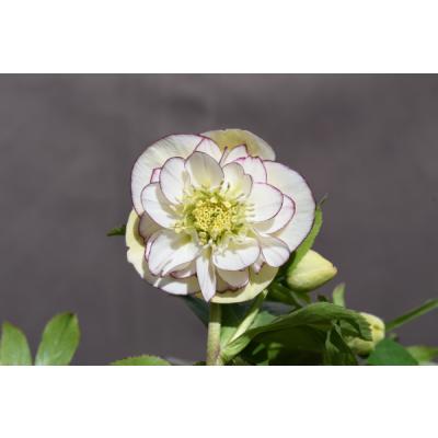 クリスマスローズ 開花株のおすすめ人気商品一覧 通販 - Yahoo