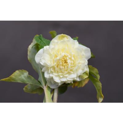 アフロディーテ（花、ガーデニング）のおすすめ人気商品一覧 通販