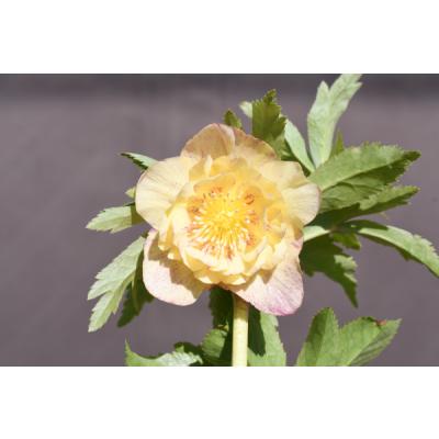 クリスマスローズ 開花株のおすすめ人気商品一覧 通販 - Yahoo