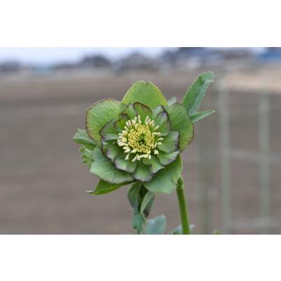 クリスマスローズ グリーンのおすすめ人気商品一覧 通販 - Yahoo