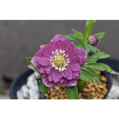 金井園芸 - クリスマスローズ｜Yahoo!ショッピング