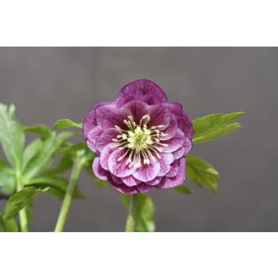 クリスマスローズ 開花株のおすすめ人気商品一覧 通販 - Yahoo