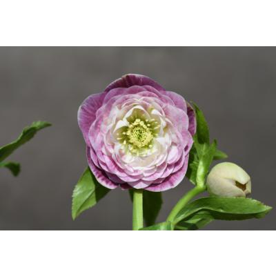 クリスマスローズ 開花株のおすすめ人気商品一覧 通販 - Yahoo