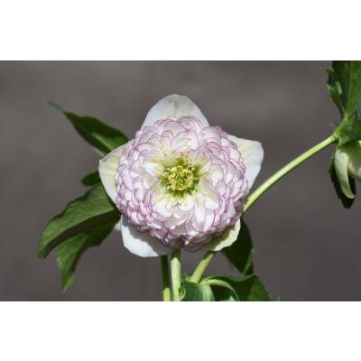 クリスマスローズ 開花株のおすすめ人気商品一覧 通販 - Yahoo