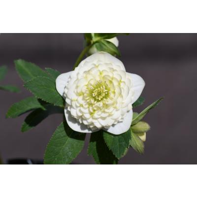 クリスマスローズのおすすめ人気商品一覧 通販 - Yahoo!ショッピング