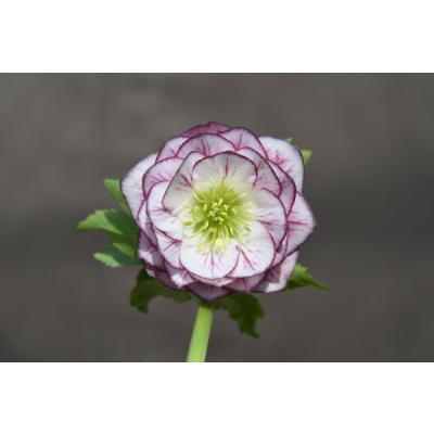 クリスマスローズ 開花株のおすすめ人気商品一覧 通販 - Yahoo