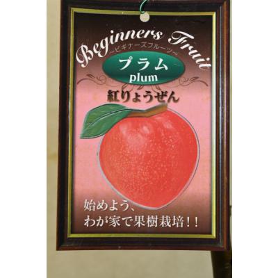 大石早生のおすすめ人気商品一覧 通販 - Yahoo!ショッピング