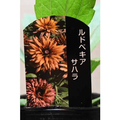 ルドベキア サハラ（花、ガーデニング）のおすすめ人気商品一覧 通販