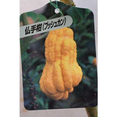 仏手柑の商品一覧 通販 - Yahoo!ショッピング