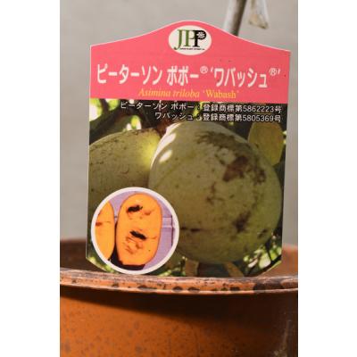 ポポーのおすすめ人気商品一覧 通販 - Yahoo!ショッピング