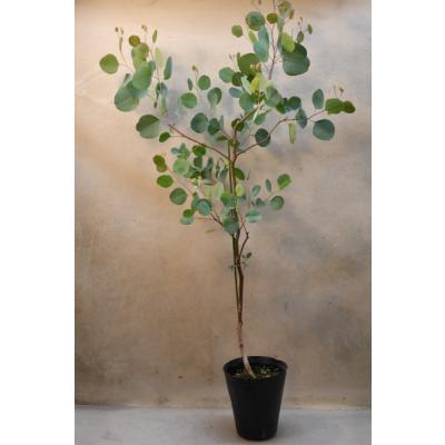 常緑樹（苗木、植木） | 花、ガーデニング のおすすめ人気商品一覧