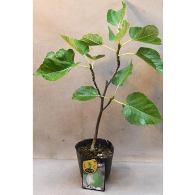 果樹の苗、苗木（果樹種類：いちじく）｜苗木、植木｜花、ガーデニング