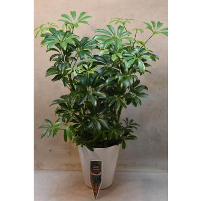 観葉植物 シェフレラの商品一覧 通販 - Yahoo!ショッピング