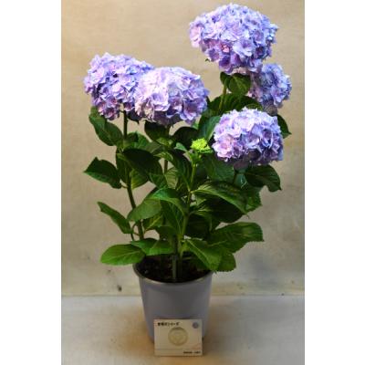 キンリョウヘン 花芽の商品一覧 通販 - Yahoo!ショッピング