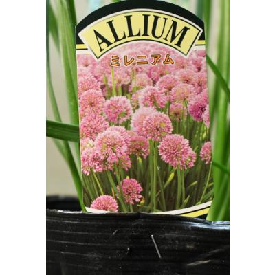 キンリョウヘン 花芽の商品一覧 通販 - Yahoo!ショッピング