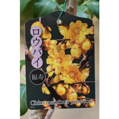 蝋梅の商品一覧 通販 - Yahoo!ショッピング