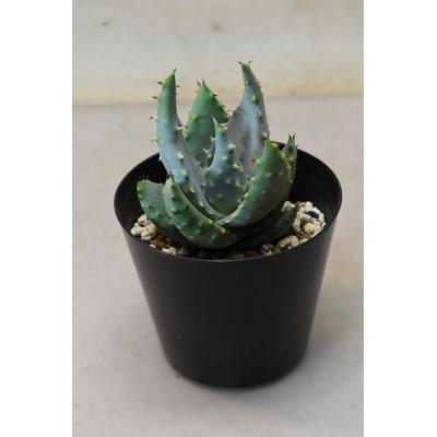 金井園芸 - 多肉植物｜Yahoo!ショッピング