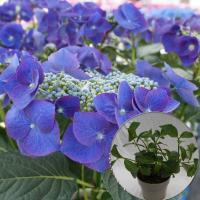 ブルーアース苗木 人気品種あじさい苗木 5号鉢 ２年物の充実株 庭木 花木 Ajisai Nae Blueearth 群馬の鉢花カオプストア 通販 Yahoo ショッピング