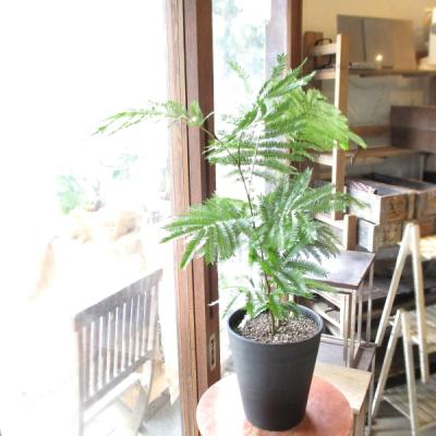 エバーフレッシュのおすすめ人気商品一覧 通販 - Yahoo!ショッピング