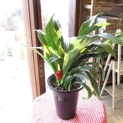 おもとのおすすめ人気商品一覧 通販 - Yahoo!ショッピング