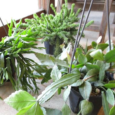 リプサリス（サボテン、多肉植物） | 花、ガーデニング の