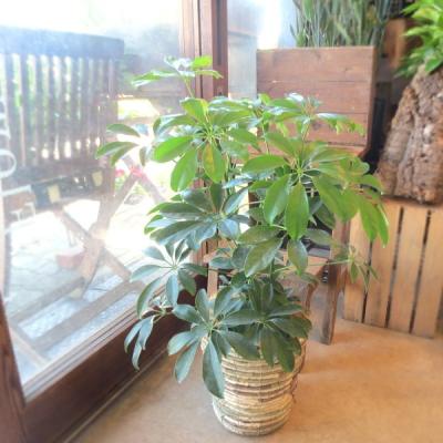観葉植物（観葉植物種類：ホンコンカポック）｜花、ガーデニング 通販