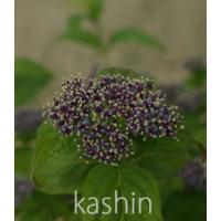 ペチュニア ノワール 黒之瀬戸 季節の花苗 1株 寄せ植え イングリッシュガーデンに N Petu Nowal イングの森 花 苗 育て方 通販 Yahoo ショッピング