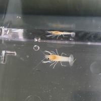 ニホンザリガニ 1ペア サイズ 6cm前後 生体 Sc 100 Zari Nihonpea2 アクアペットサービス ヤフー店 通販 Yahoo ショッピング