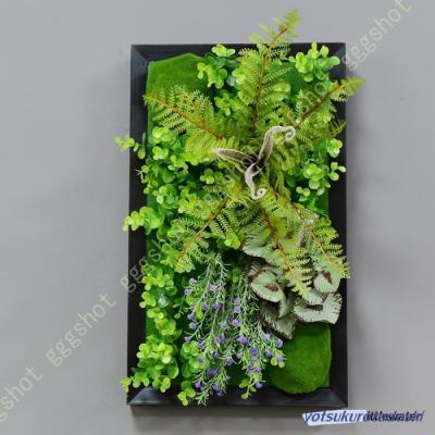 壁掛け 植物 シダ植物のおすすめ人気商品一覧 通販 - Yahoo!ショッピング
