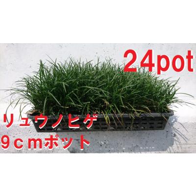 リュウノヒゲのおすすめ人気商品一覧 通販 - Yahoo!ショッピング