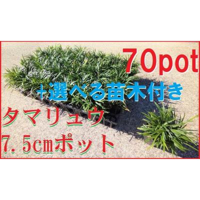 タマリュウ ポットのおすすめ人気商品一覧 通販 - Yahoo