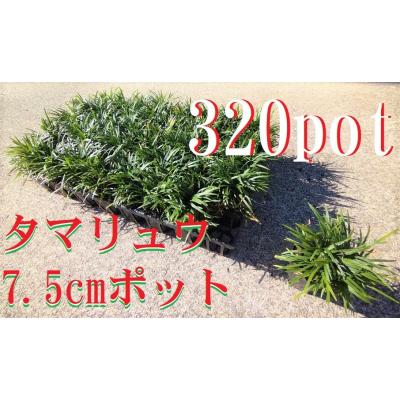 最安値タマリュウ80ポットセット 新品種 かぐや竜 80ポット 40ポット×2ケース カグヤリュウ