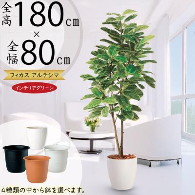 フィカス アルテシマ(人工観葉、フェイクグリーン)の商品一覧 フィカス アルテシマ(人工観葉、フェイクグリーン)の商品一覧