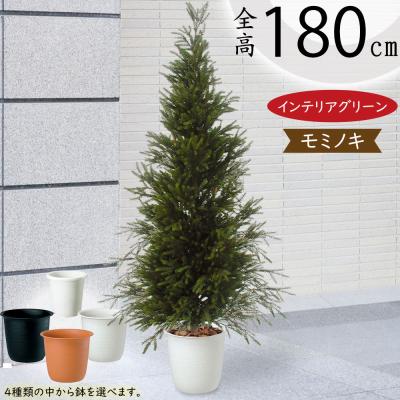 もみの木 鉢のおすすめ人気商品一覧 通販 - Yahoo!ショッピング
