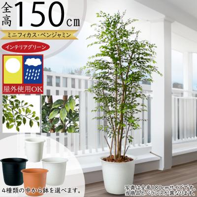 インテリアグリーンと植木鉢の通信販売 - 評価の高い商品｜Yahoo