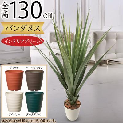 タコノキ パンダナスのおすすめ人気商品一覧 通販 - Yahoo!ショッピング