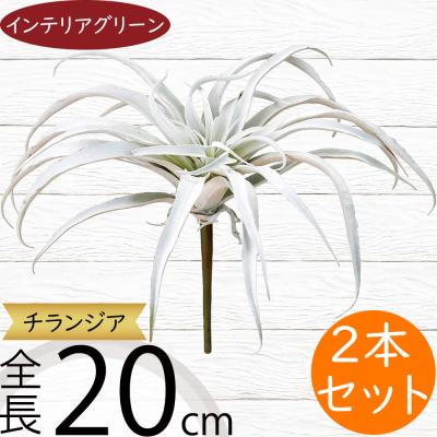 【まとめて特価】チランジア　20品種以上 チランジア 販売の商品一覧 通販 - Yahoo!ショッピング