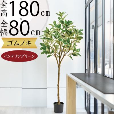 フィカスショウナンゴムのおすすめ人気商品一覧 通販 - Yahoo!ショッピング