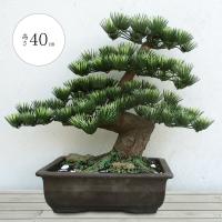 盆栽 8号 全高37cm 松 盆栽 (造花 フェイクグリーン 人工 観葉植物 ...