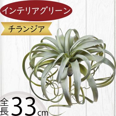 チランジア 販売の商品一覧 通販 - Yahoo!ショッピング