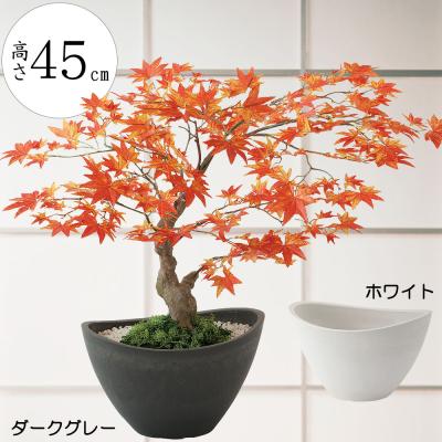 盆栽鉢 大型 50の商品一覧 通販 - Yahoo!ショッピング 盆栽鉢 大型 50の商品一覧 通販 - Yahoo!ショッピング