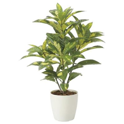 観葉植物 クロトンのおすすめ人気商品一覧 通販 - Yahoo