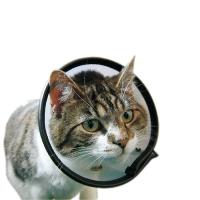 傷口をなめて困る時に VETカラー XS クリア 猫 小動物 小型犬 介護 手術 ケガ(ペット用品 介護) | ケンコーエクスプレス2号店